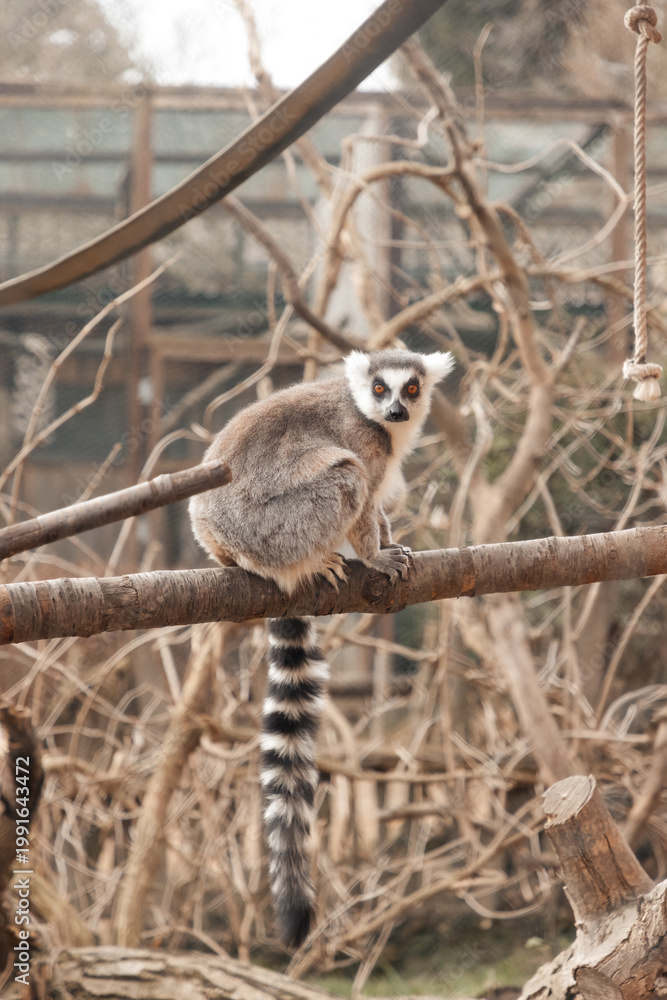 Fototapeta premium Close-up portrait of a cute lemur with expressive eyes at Zájezd Zoo, charming wildlife photography of exotic primate in a naturalistic habitat, Czech Republic, March 2026