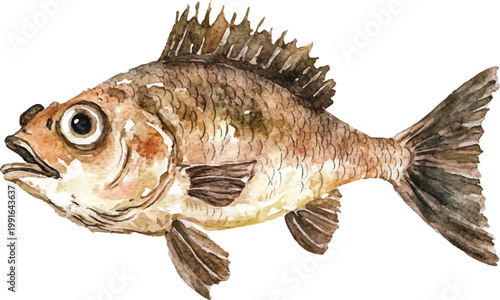 Brown fish with large eye fins.