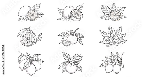 Plum icons, fruit illustrations, line art set, 9 black and white drawings