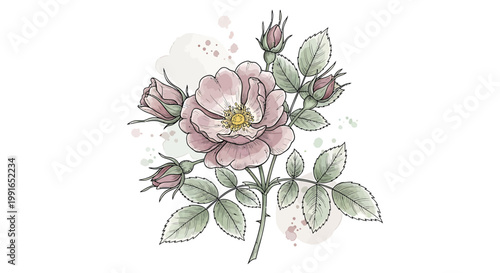 Pink rose, floral illustration, watercolor flowers, botanical art