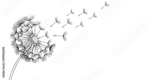 Dandelion, blowing seeds, black and white, vector illustration, floral design element, nature, botanical, weed