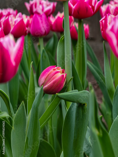 Close-up of a pink tulip bud in a spring garden with selective focus and blurred background.