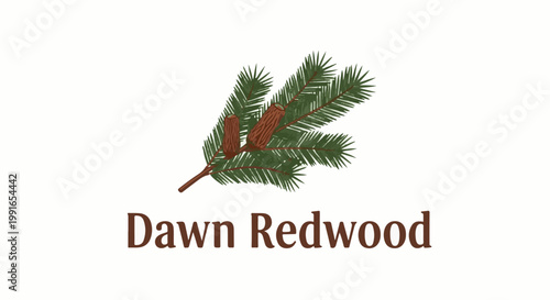 Stylized branch with small cones from a coniferous tree, text "Dawn Redwood