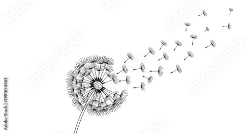 Dandelion, blowing seeds, black and white, vector illustration, nature, floral, botanical