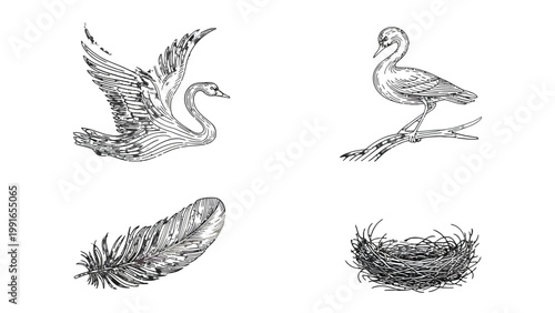Elegant Swan Sketches: A quartet of refined pen-and-ink illustrations portrays the grace and tranquility of swans. Depicting a swan in flight, a swan perched, a feather, and a nest.