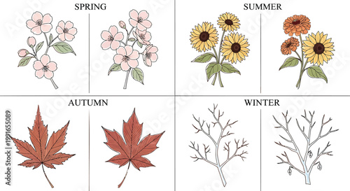 Seasonal leaves and flowers illustrations, spring summer autumn winter icons, floral seasonal symbols, vector seasonal graphics
