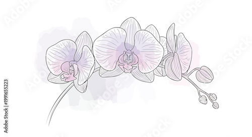 Pink Orchid Flowers, Floral Illustration, Botanical Art, Vector Graphics