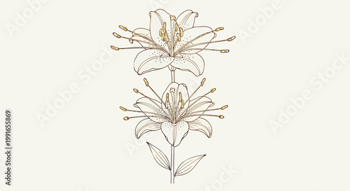 Elegant floral illustration, golden lilies, botanical art, decorative flowers