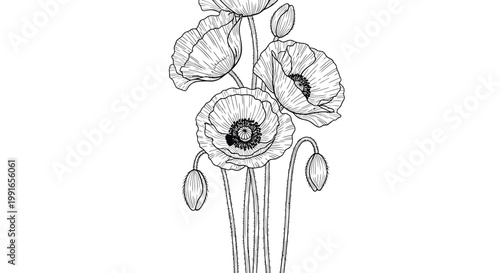Black and white poppy flowers, floral vector illustrations, line art blooms, botanical drawing