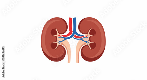 Simple illustration of human kidneys with arteries and veins