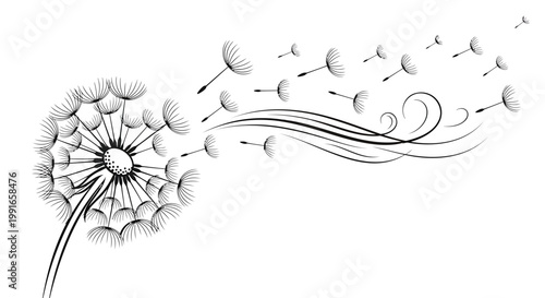Dandelion, blowing dandelion seeds, floral illustration, black and white, vector graphics