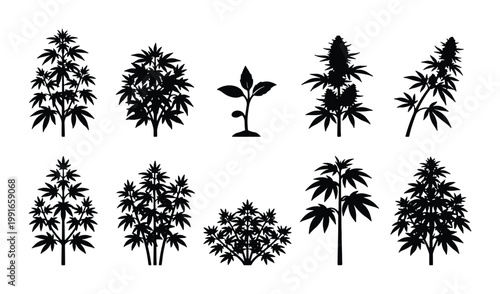 Cannabis plant silhouette collection, 10 marijuana leaf and bush vector icons, black hemp plant growth stages for medical dispensary branding