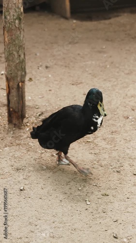 Vertical video. Black muscovy duck foraging dirt, barnyard enclosure with wooden post and ladder in background, duck pecking