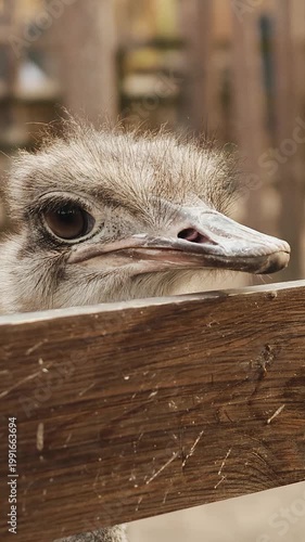 Vertical video. Pensive ostrich side glance behind fence, narrow eye with long lashes, weathered wood rail, soft earthy tones,