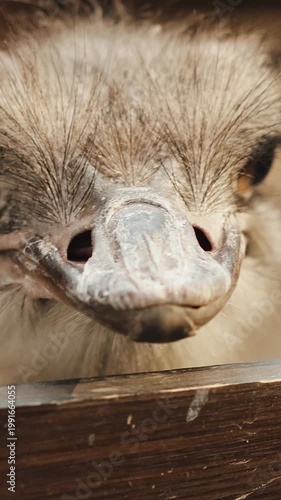 Vertical video. Intimate ostrich beak macro closeup, sharp nostril detail and textured skin, feather crown and curious