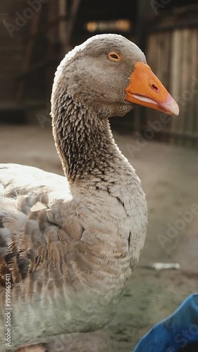 Closeup gray goose head with orange beak, barnyard textures and soft sidelight, detailed feathers and graceful