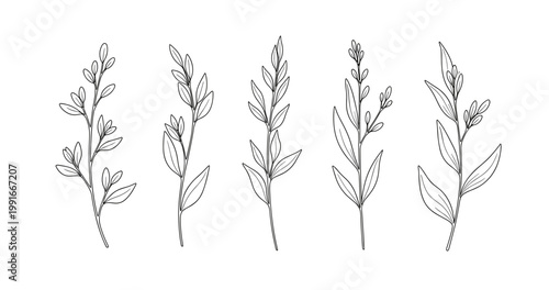 Collection of hand-drawn botanical herbs and twigs on white background