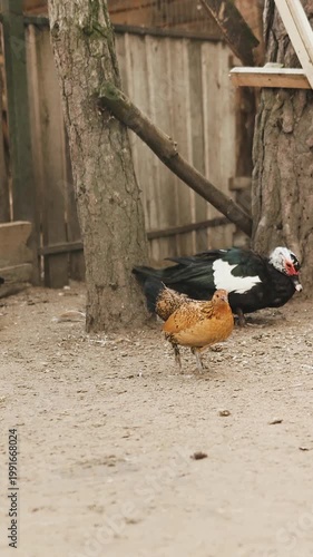 Vertical video. Golden hen foraging beside coop ladder, muscovy duck resting by tree trunk, dusty yard with scattered seed,