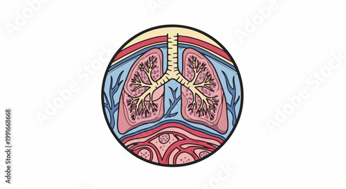 Anatomical illustration of human lungs and airways within torso