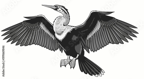 Anhinga bird with wings spread, poised for flight against a white background