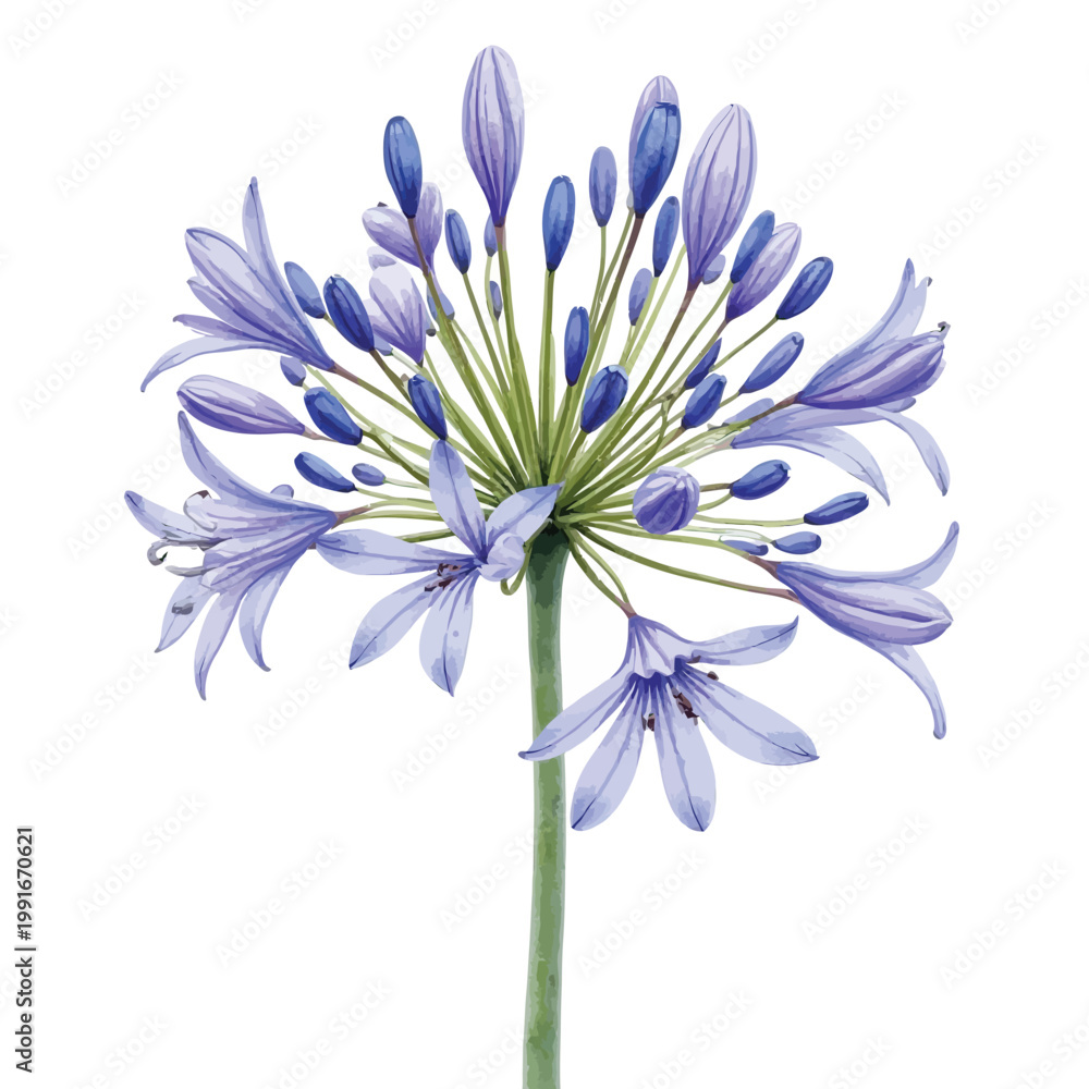 Fototapeta premium Blue Agapanthus Flower Bouquet with Radiating Buds