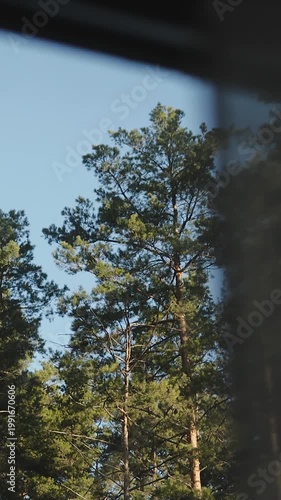 Vertical video. Treetop framed by roofline window view. Tall pine crowns against clear sky, subtle rooftop edge in frame, calm