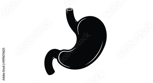 Silhouette of a human stomach for medical anatomy and digestive health.