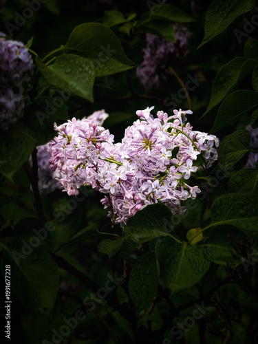 lilac flowers in the garden
