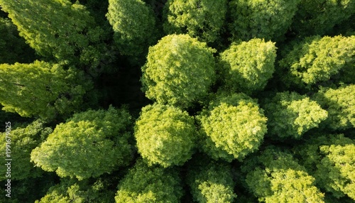 Aerial Drone View of Dense Green Forest Canopy from Above