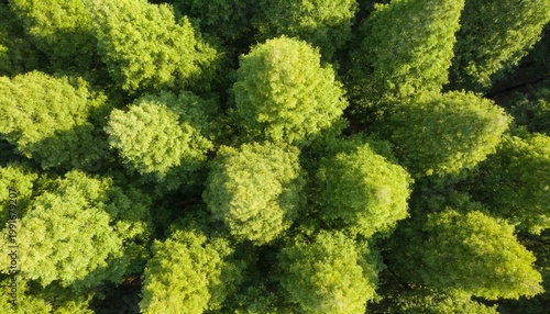 Aerial View of Dense Green Forest Canopy from Drone Perspective