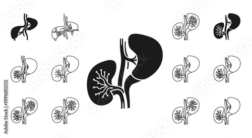 Human Kidney Organ Anatomy Illustration.