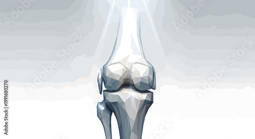 Human knee joint bone anatomy.