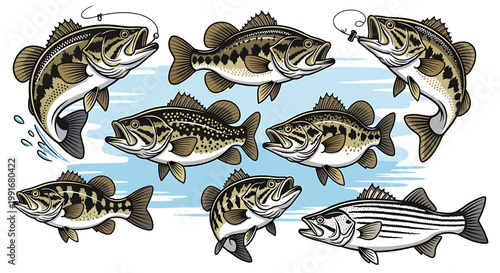 Group of Freshwater Bass Fish Swimming.
