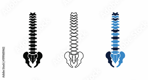 Human Spine Vertebral Column Anatomy Icon Set Three Styles - Solid Outline Flat Color Blue Navy Medical Vector
