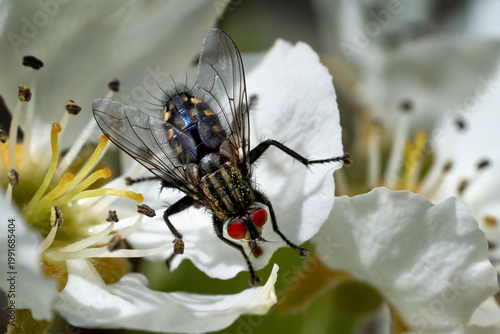 Fleischfliege (Sarcophaga sp.) Nahaufnahme auf einer Birnenblüte - Sulz am Neckar, Deutschland