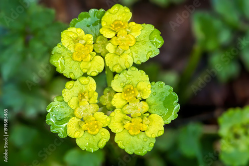 Wechselblättriges Milzkraut (Chrysosplenium alternifolium) mit Blüten, Nahaufnahme, bedeckt mit Wassertropfen - Sulz am Neckar, Deutschland
