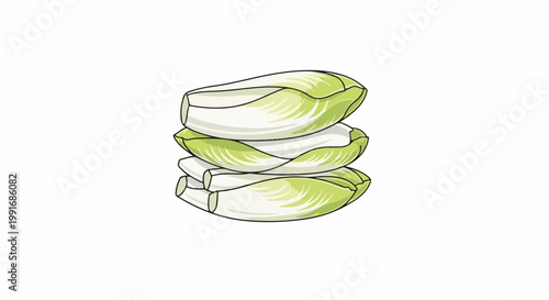 Stacked fresh Belgian endives, crisp leaves, healthy produce illustration