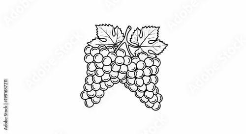 Two bunches of grapes with leaves in black and white outline
