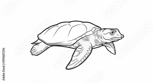 A black and white outline drawing of a sea turtle swimming