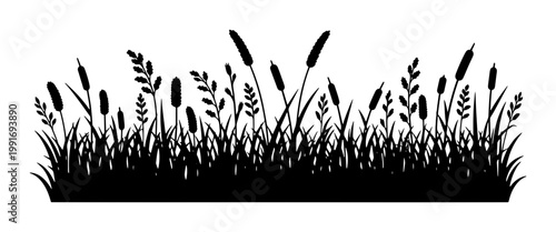 Black grass silhouette border with cattails and wild meadow plants, botanical reed and marsh vegetation vector, horizontal nature landscape element