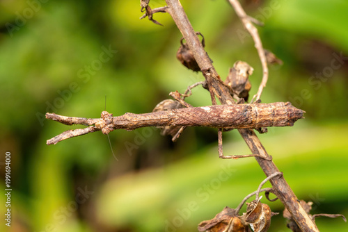 An African stick mantis (Popa spurca), also known as an African twig mantis, displaying its beautiful camouflage on a branch in KwaZulu-Natal, South Africa