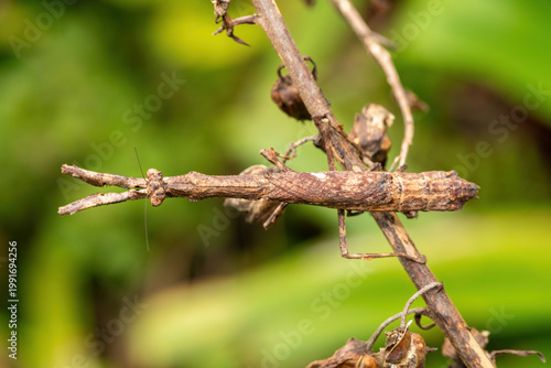 An African stick mantis (Popa spurca), also known as an African twig mantis, displaying its beautiful camouflage on a branch in KwaZulu-Natal, South Africa