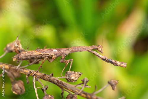 An African stick mantis (Popa spurca), also known as an African twig mantis, displaying its beautiful camouflage on a branch in KwaZulu-Natal, South Africa