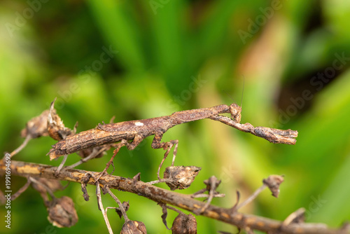 An African stick mantis (Popa spurca), also known as an African twig mantis, displaying its beautiful camouflage on a branch in KwaZulu-Natal, South Africa