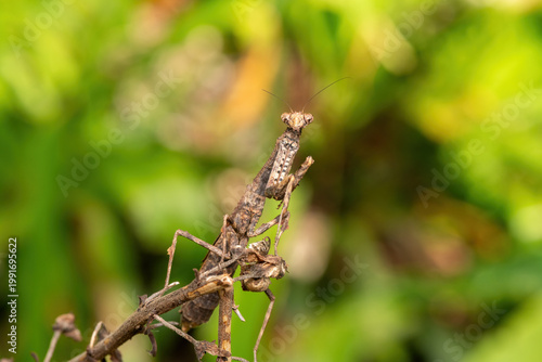 An African stick mantis (Popa spurca), also known as an African twig mantis, displaying its beautiful camouflage on a branch in KwaZulu-Natal, South Africa