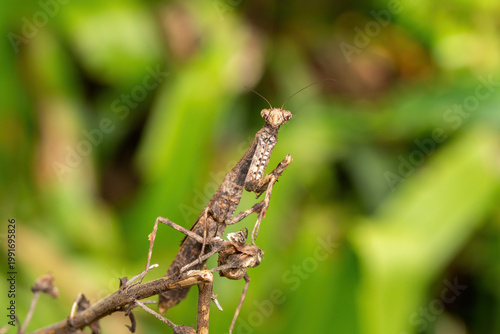 An African stick mantis (Popa spurca), also known as an African twig mantis, displaying its beautiful camouflage on a branch in KwaZulu-Natal, South Africa