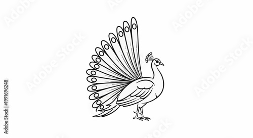 Stylized illustration of a peacock with fanned tail feathers