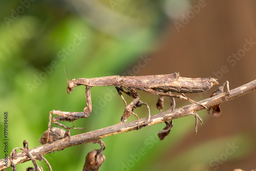An African stick mantis (Popa spurca), also known as an African twig mantis, displaying its beautiful camouflage on a branch in KwaZulu-Natal, South Africa