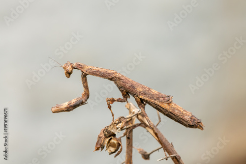 An African stick mantis (Popa spurca), also known as an African twig mantis, displaying its beautiful camouflage on a branch in KwaZulu-Natal, South Africa