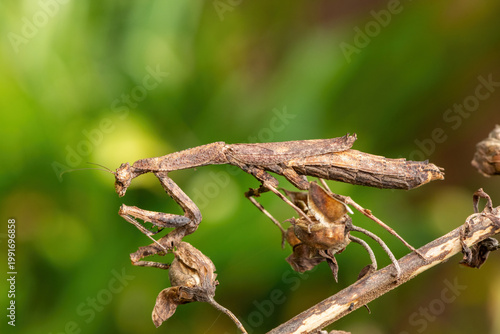 An African stick mantis (Popa spurca), also known as an African twig mantis, displaying its beautiful camouflage on a branch in KwaZulu-Natal, South Africa